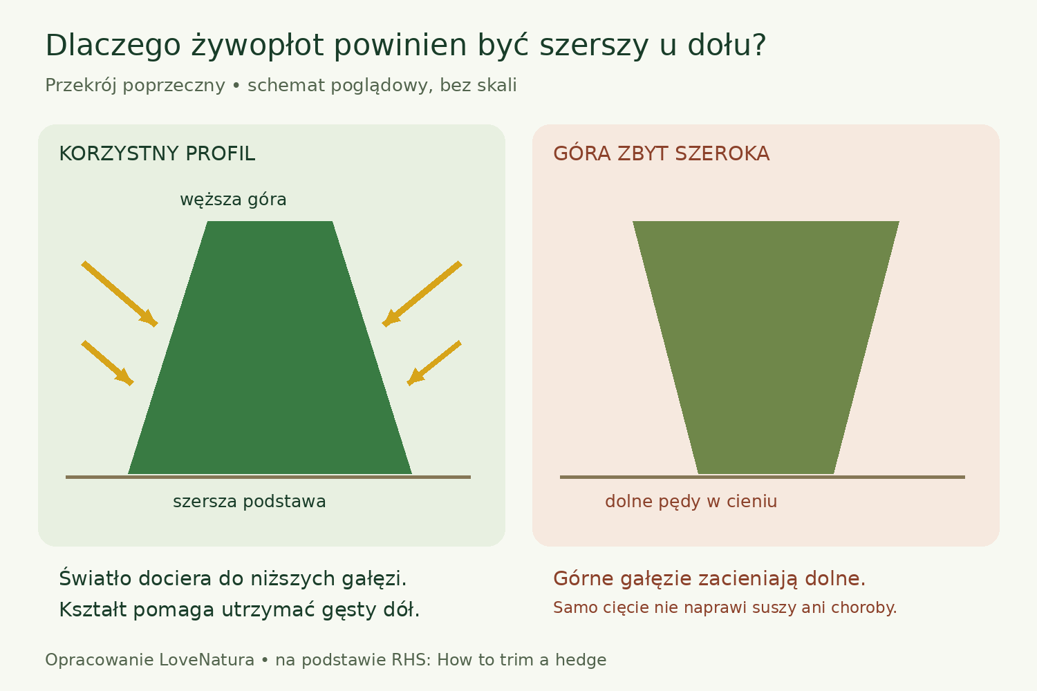 Schemat porównuje żywopłot szerszy u podstawy z profilem o zbyt szerokiej górze zacieniającej dolne gałęzie