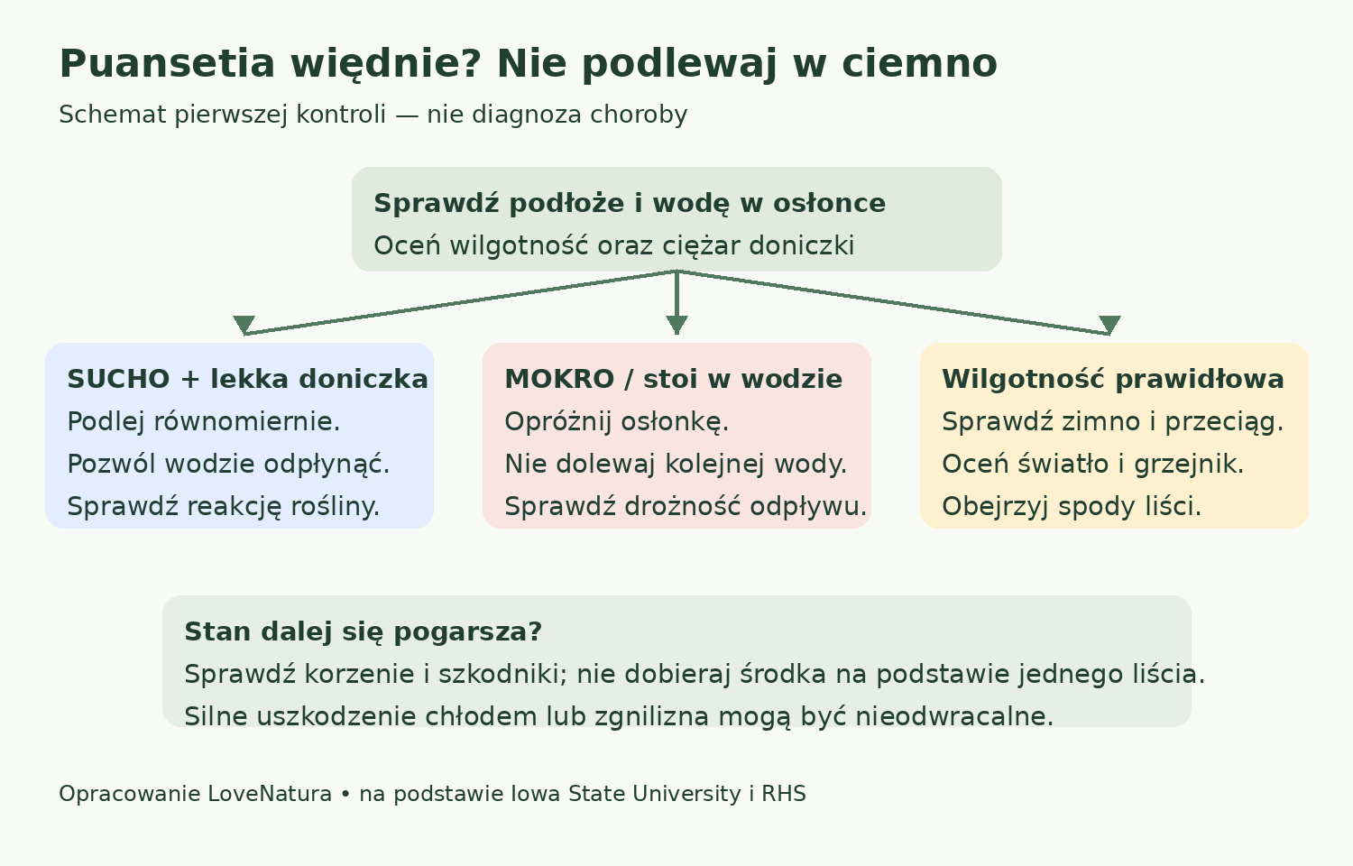 Schemat kontroli puansetii: suche podłoże, nadmiar wody lub niewłaściwe warunki stanowiska