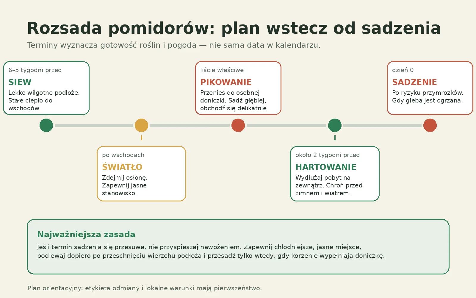 Schemat etapów rozsady pomidorów: siew, wschody, pikowanie, hartowanie i sadzenie