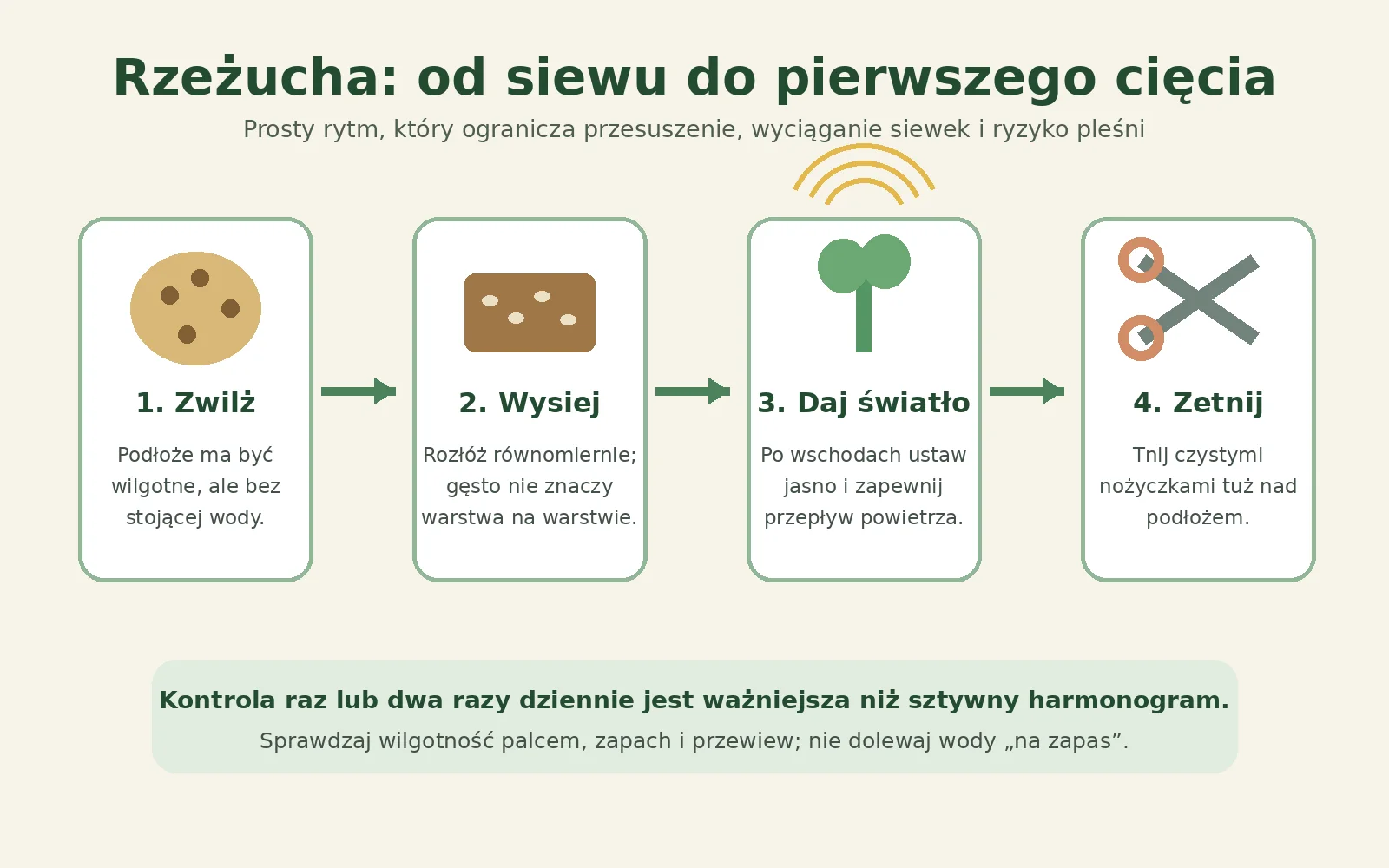 Schemat etapów uprawy rzeżuchy ogrodowej: wilgotne podłoże, równy siew, światło i cięcie