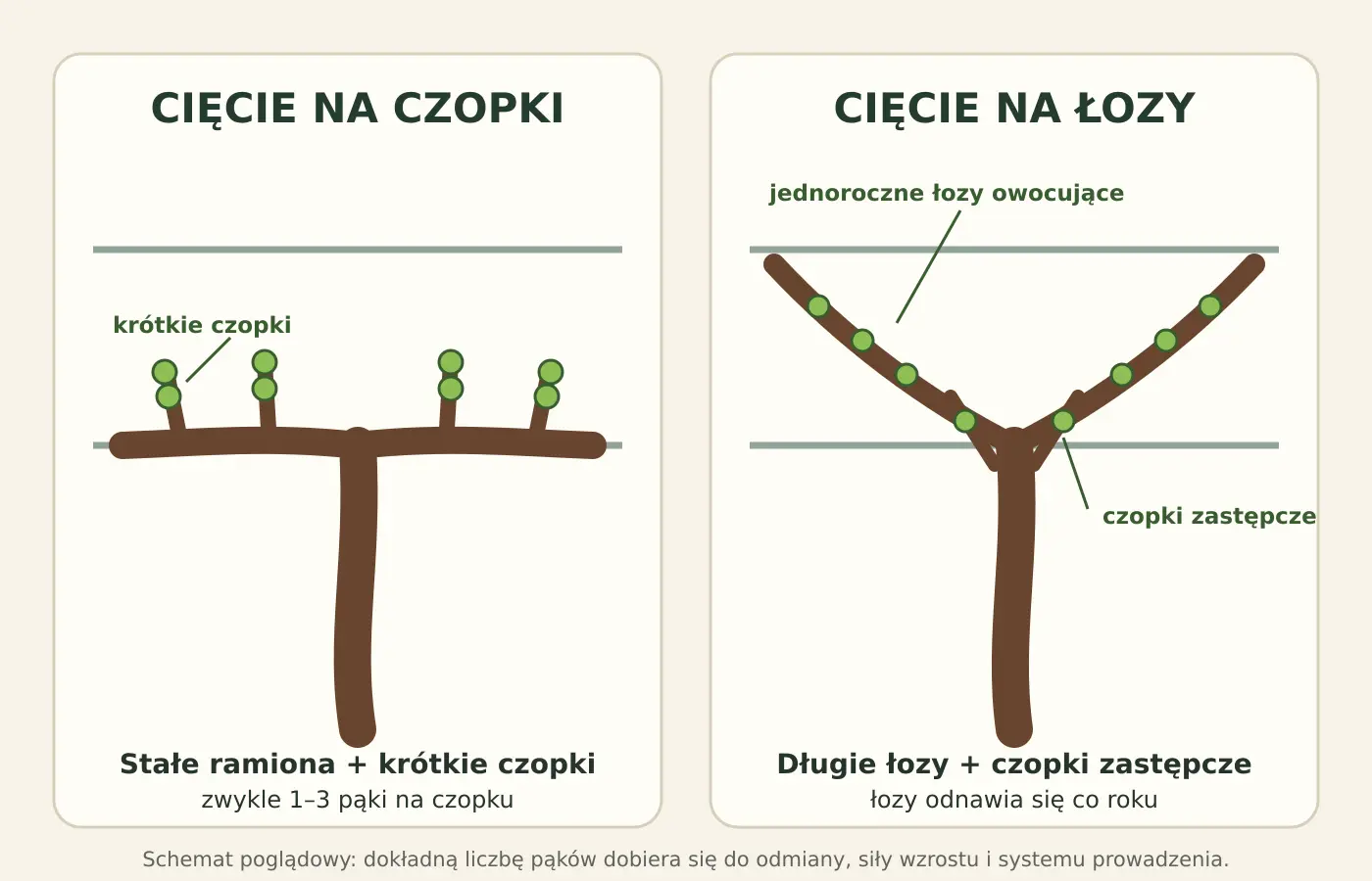 Cięcie winorośli na czopki i na łozy Schemat porównujący cięcie winorośli na krótkie czopki oraz na długie łozy z czopkami zastępczymi