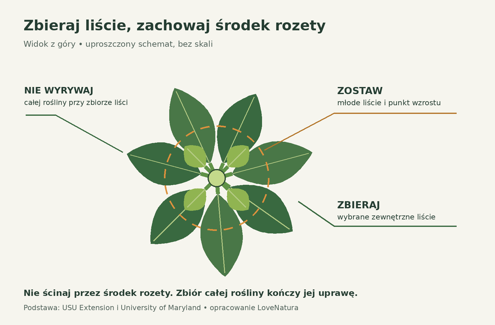 Schemat rozety szpinaku: zbieraj wybrane zewnętrzne liście, pozostaw młode liście i punkt wzrostu w środku