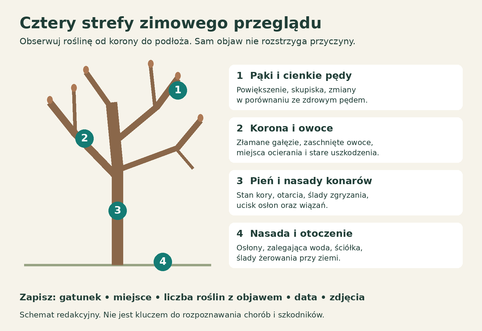 Cztery strefy obserwacji bezlistnego drzewa: pędy, korona, pień i podłoże